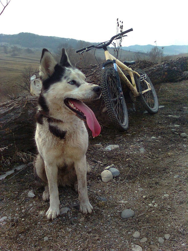 bike &amp; husky