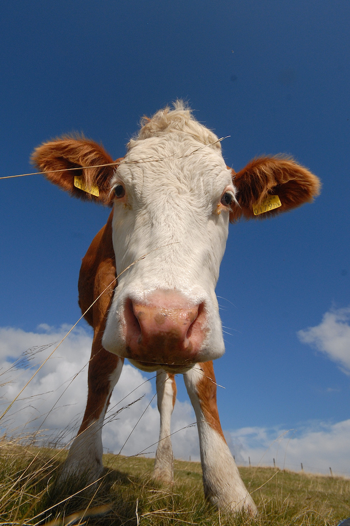 Young cow :-)