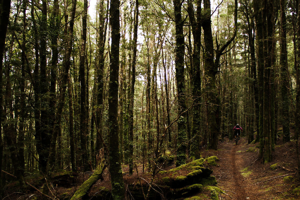 Riding through the myrtle forest at the Blue Tier, a favourite for local Tassie riders..