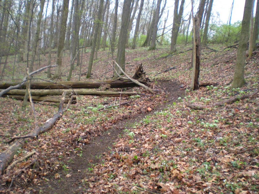 Small bank turn arond old fallen tree that we cut in today. Got about 1/4 mile of trail cut and groomed in 4 hours.