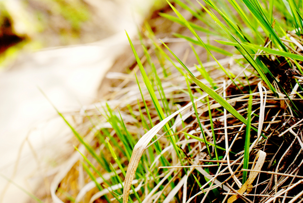 Grass