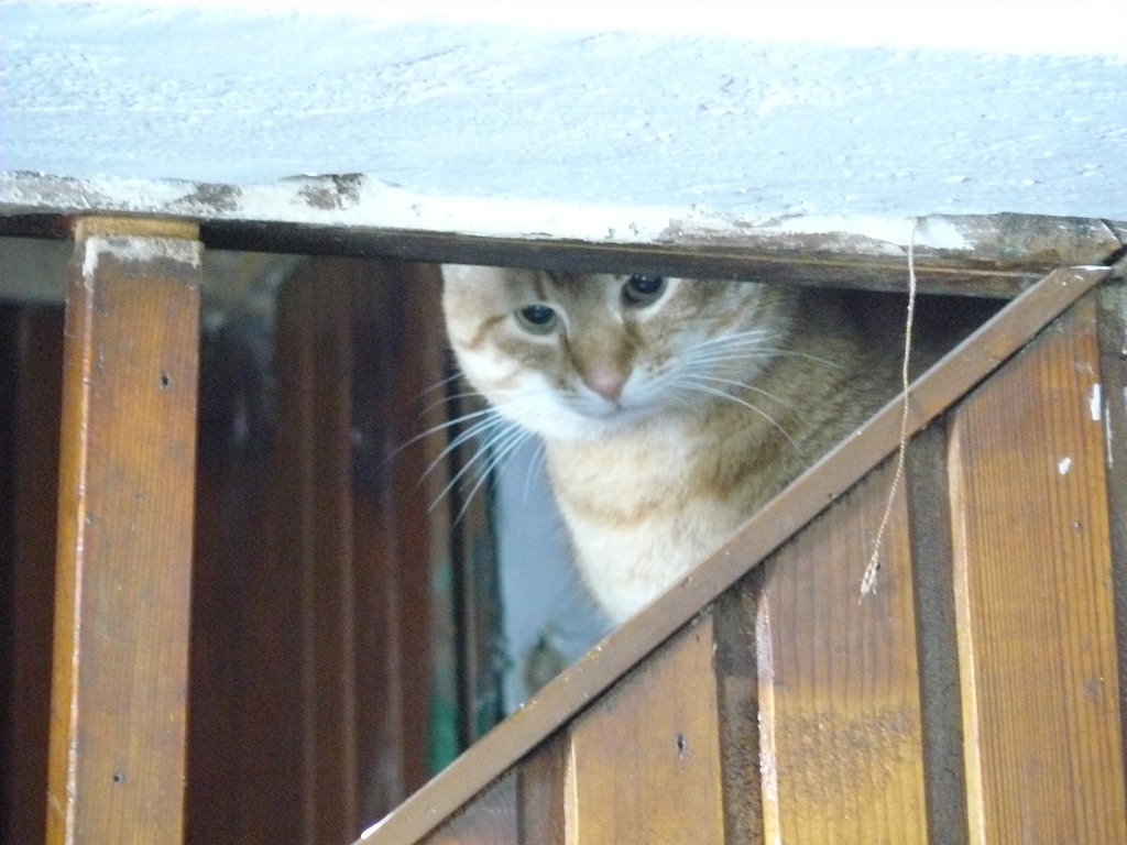 That cat was sooo serious and sooo big.