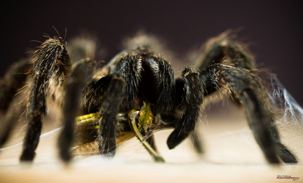 Feeding time! Part II of Arachnid Encounter is up on http://ericpalmer.webgarden.com/menu/home/arachnid-encounter