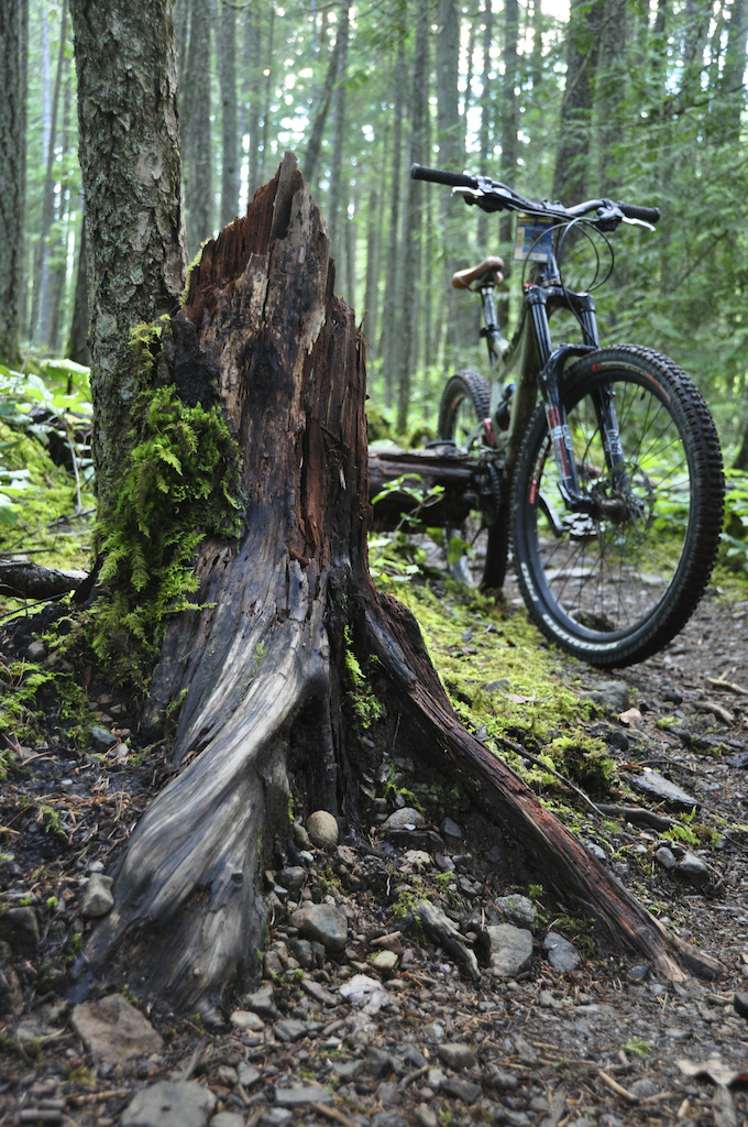 Nice Wood on the trail haha