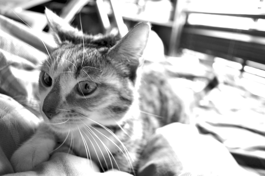 bess
