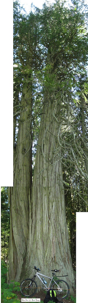 Giant Old Growth Cedar

 (Bike Six Feet Long )