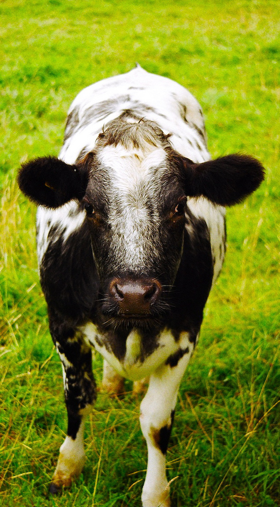 cow taken on my minolta dynax 505si. film camera.