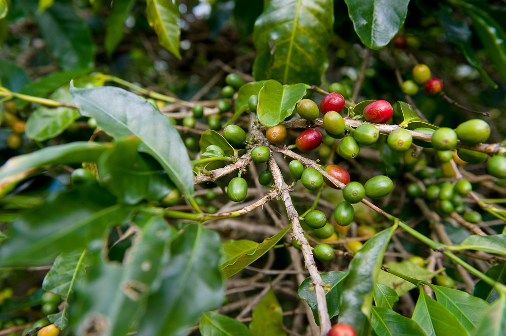 Coffee beans growing near Blue Mountain Jamaica. The cherries turn red as they ripen, each one normally contains two beans.