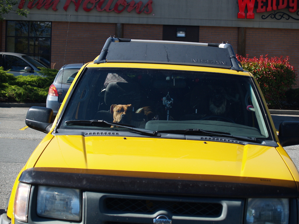 There was 7 dogs in this truck