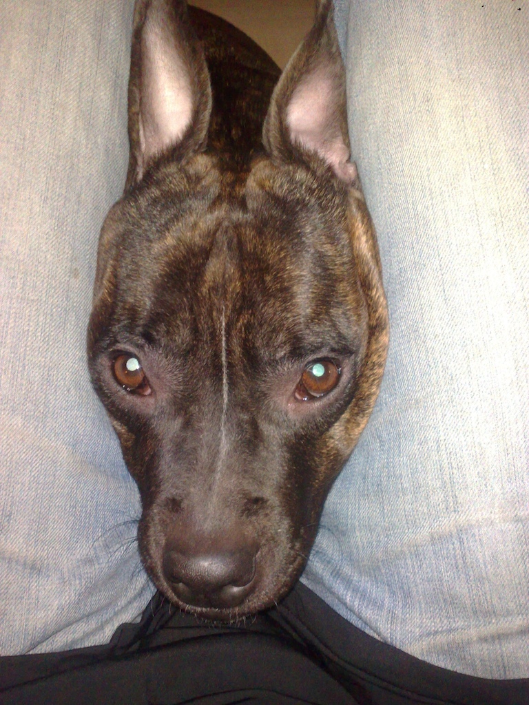 doggy squished..