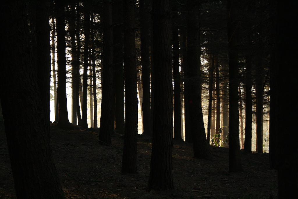a day in the dark wood