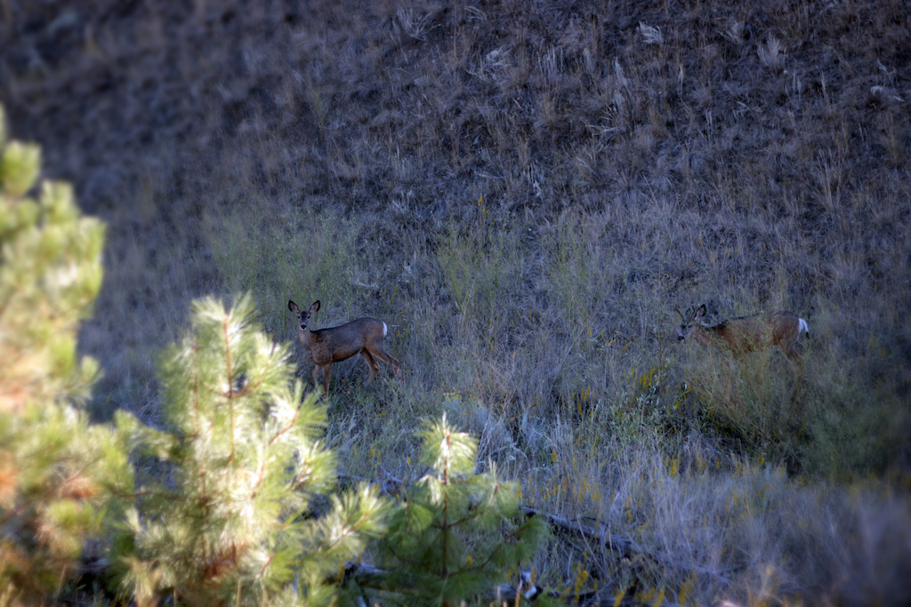 Some Deer in Backcountry