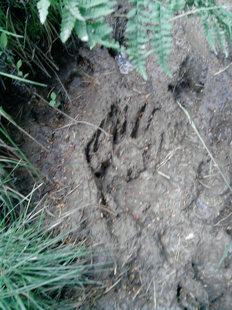 Sketchy big paw i found in a ditch