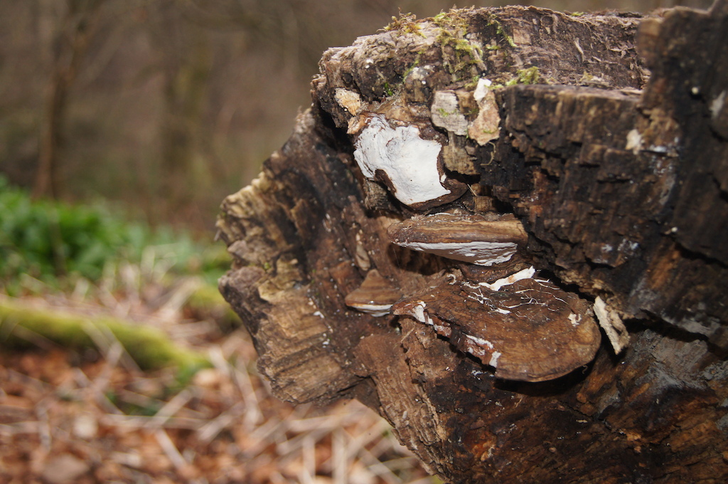 rotten log