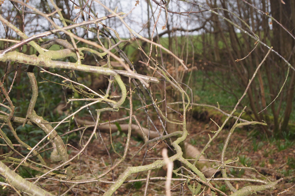 branches