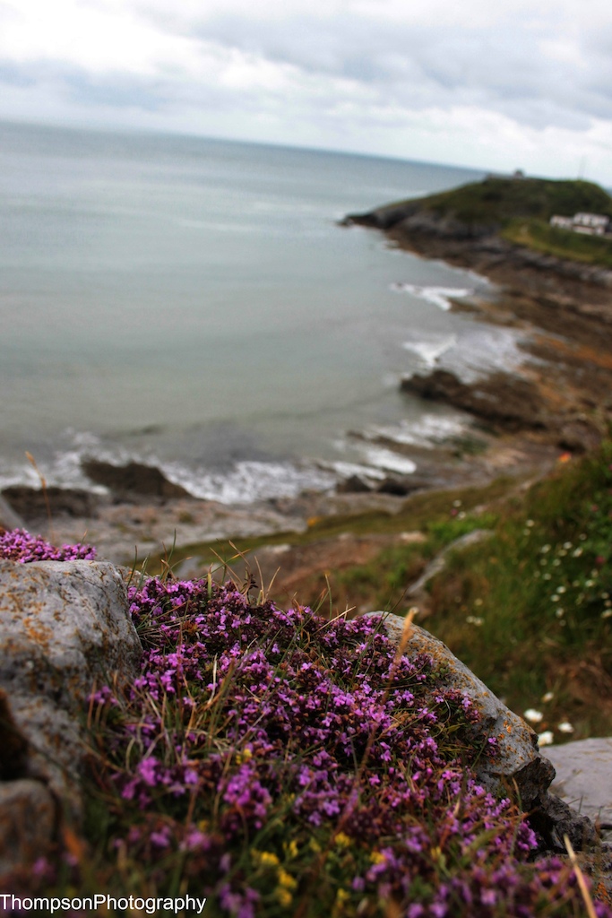 Purple Flower in the mumbles