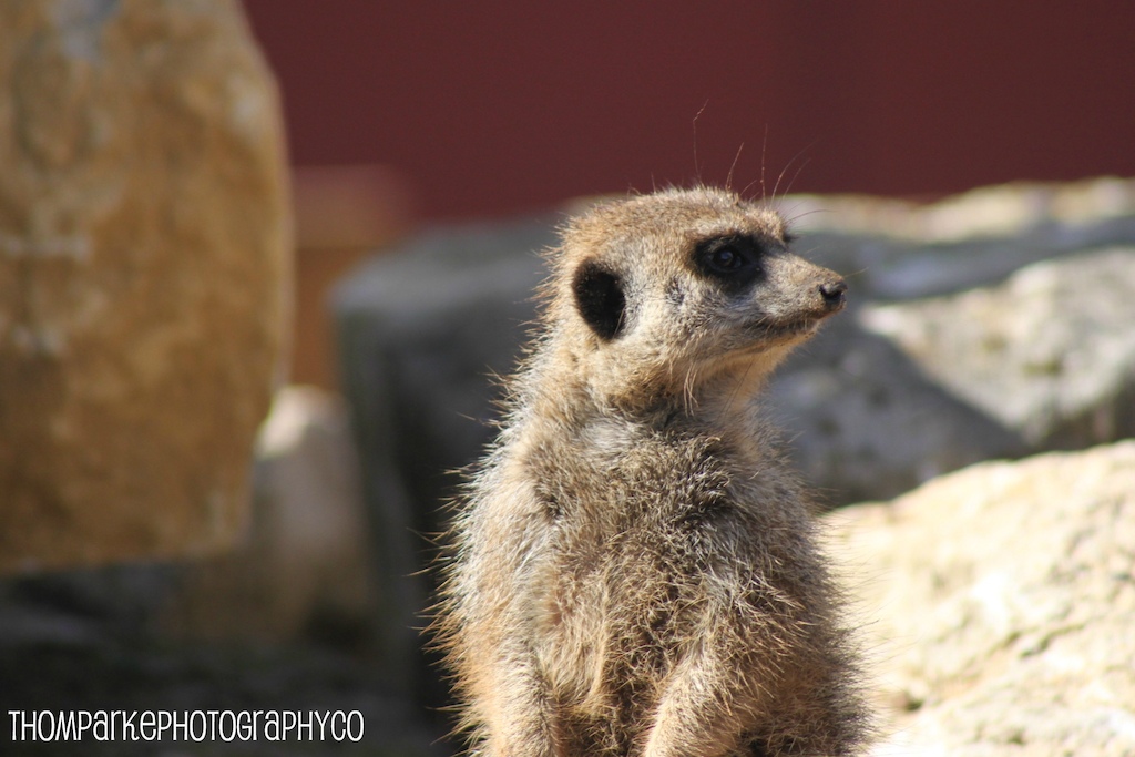 A trip to Marwell Zoo and just took a shot of this Meerkat!