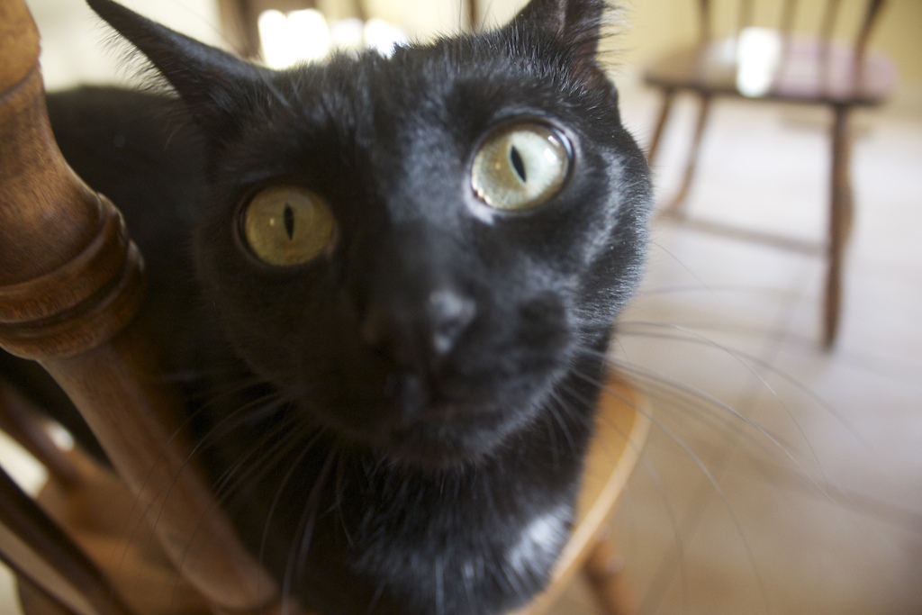 my kitty