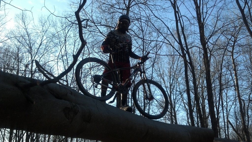 Fallin Birch Tree.