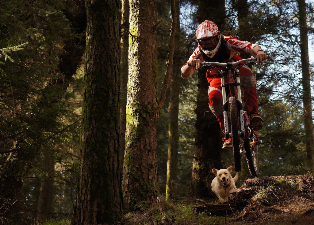 Over the jump with Alfie on his tail