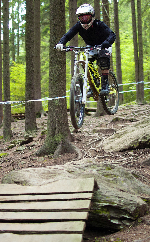 bunny over roots