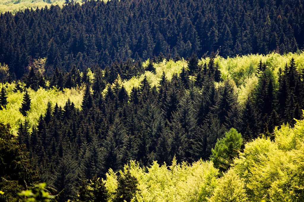 german forest