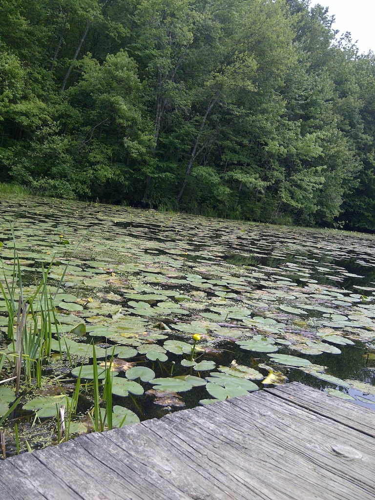 trailside lake with lily growth