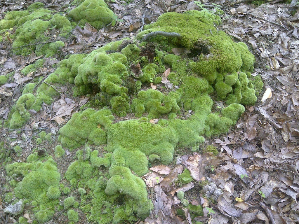 huge moss growth trailside
