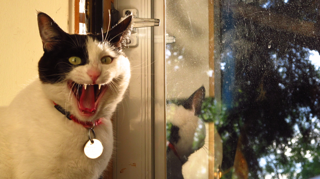 Not the sharpest yawning photo but damn is it funny!