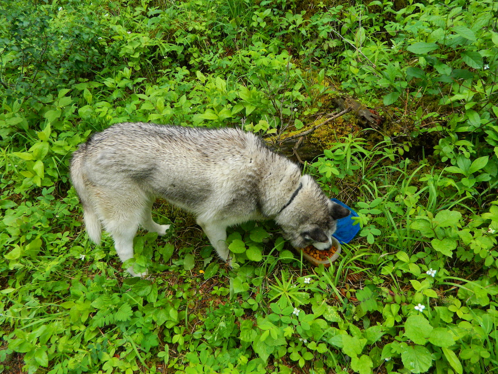 Kodi having some chow on the trail. My little animal detector!