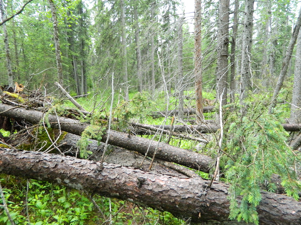 S.O.B. Lots of fallen trees