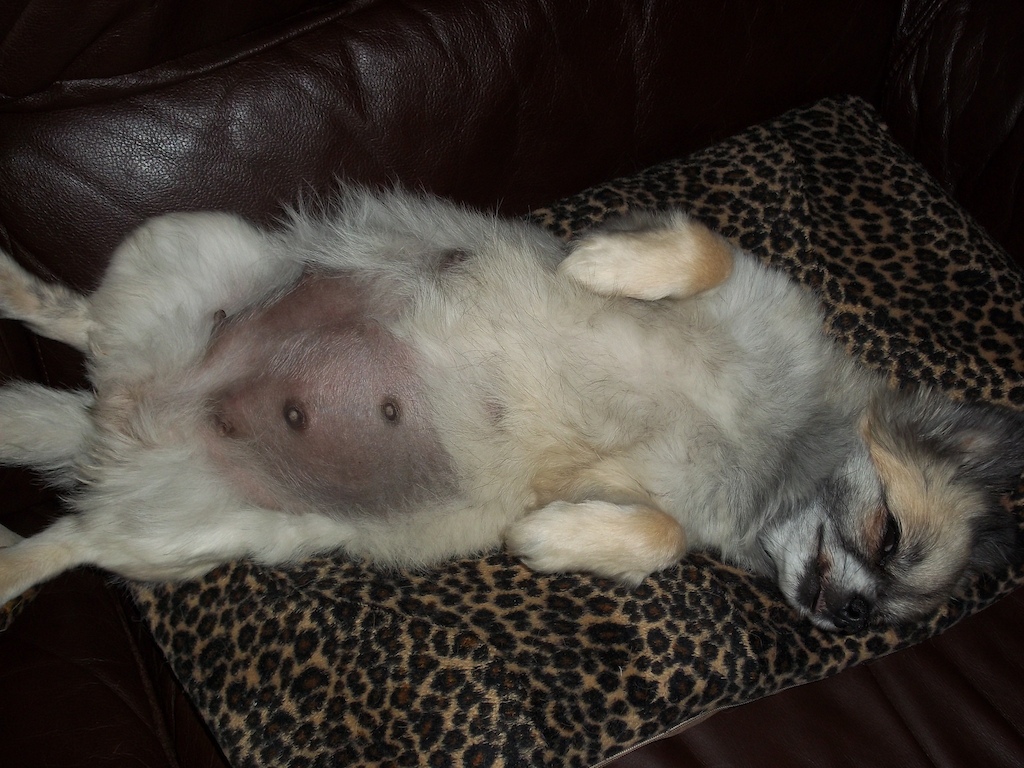 A picture of my dog when she was preganant I accidently uploaded with some other pictures.
