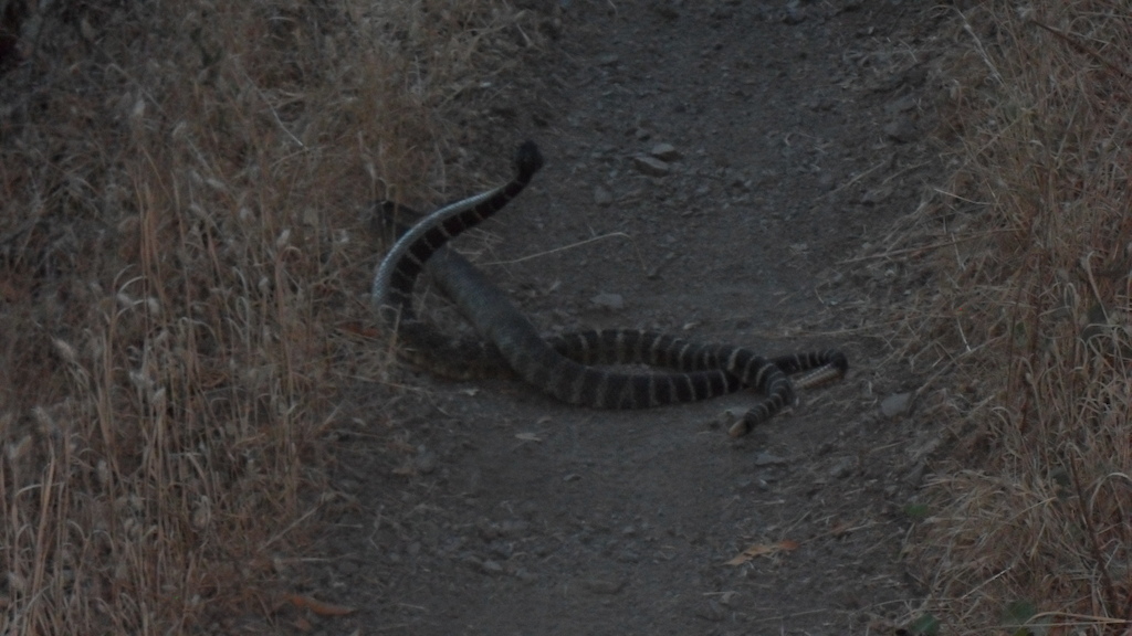two rattlers mating, or doing some kind of nasty