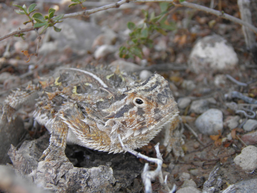 One of the many Horned Lizards out here in El Paso