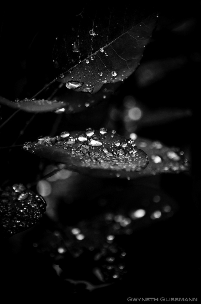 more pics: http://www.flickr.com/photos/gwynethglissmann/