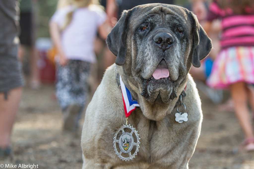 This 165lb Mastiff named Wyatt is the unofficial mascot of the 2012 Oregon Enduro Series.