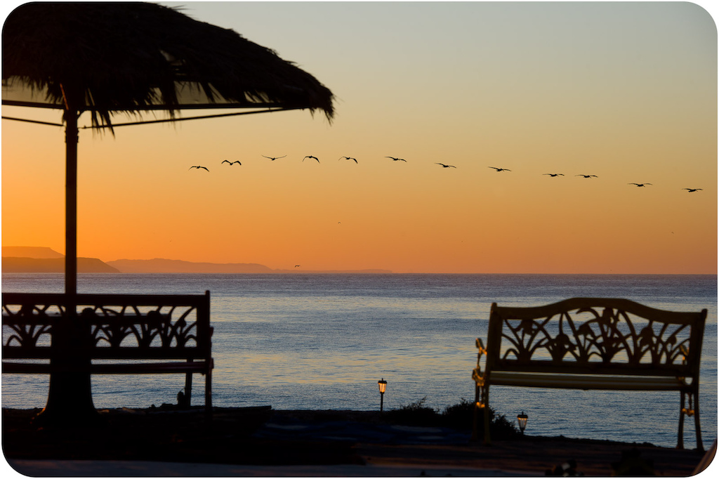 Pelicans at sunrise at Punta San Carlos
