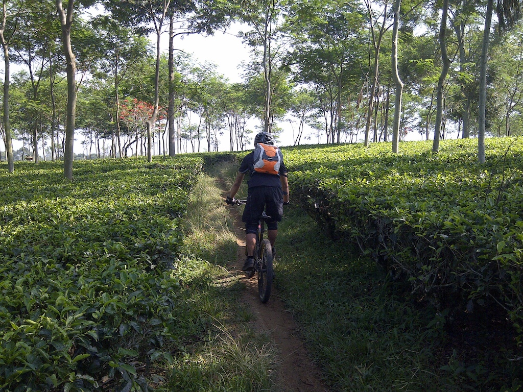 A nice ride along the tea plantation