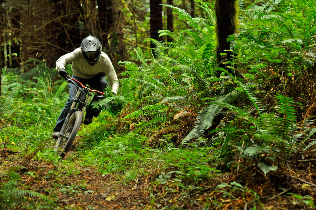 Ferns
