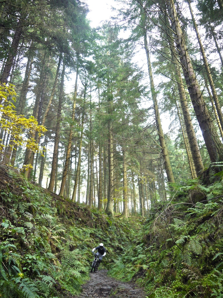 dalby forest uk