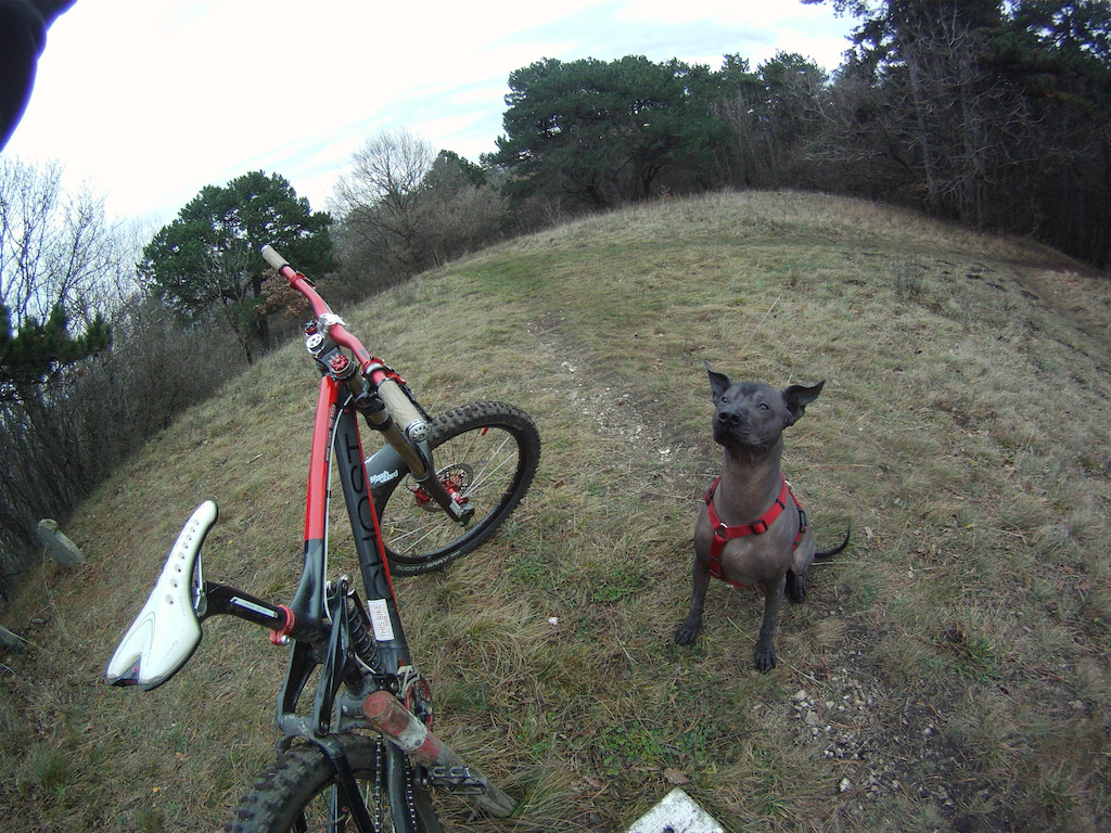 Riding with dog, makes more fun than allone!