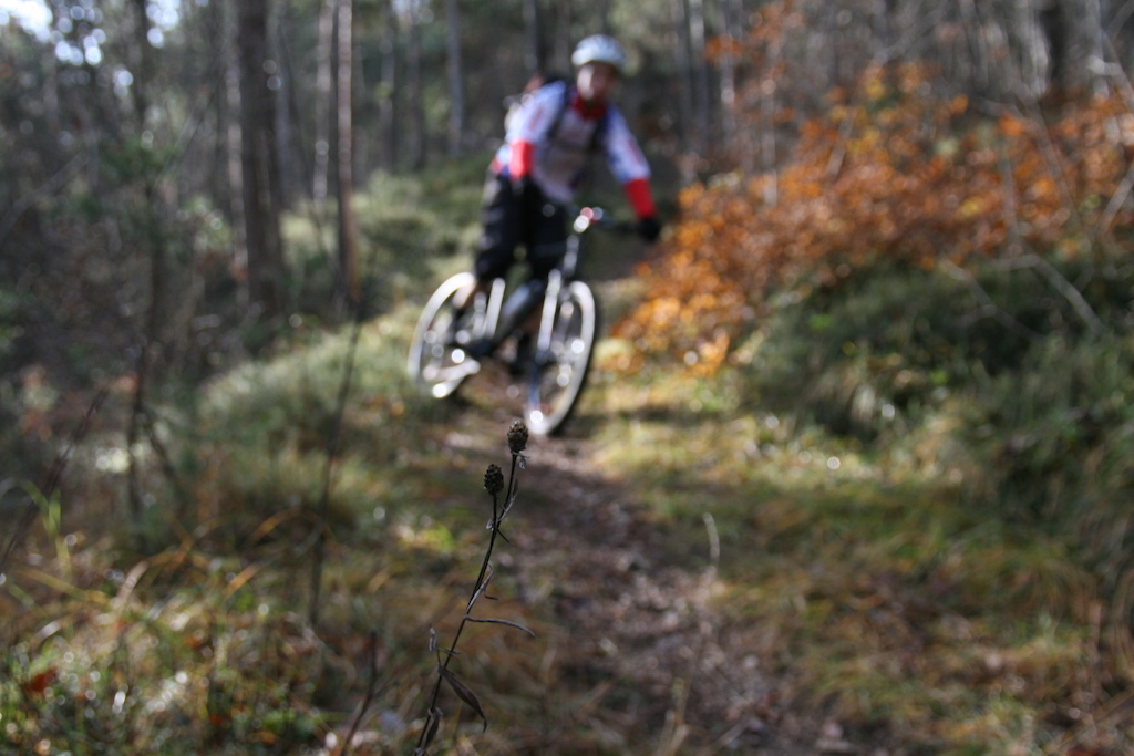 A shot of one of the best trails in trentino, the land of bike
