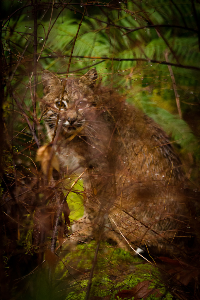 Bobcat in Squamish, British Columbia, Canada - photo by artbarn - Pinkbike