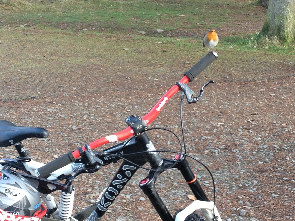 A robin landed on my handlebar and I rushed to grab a photo of it. Got this amazing snap before it flew away!