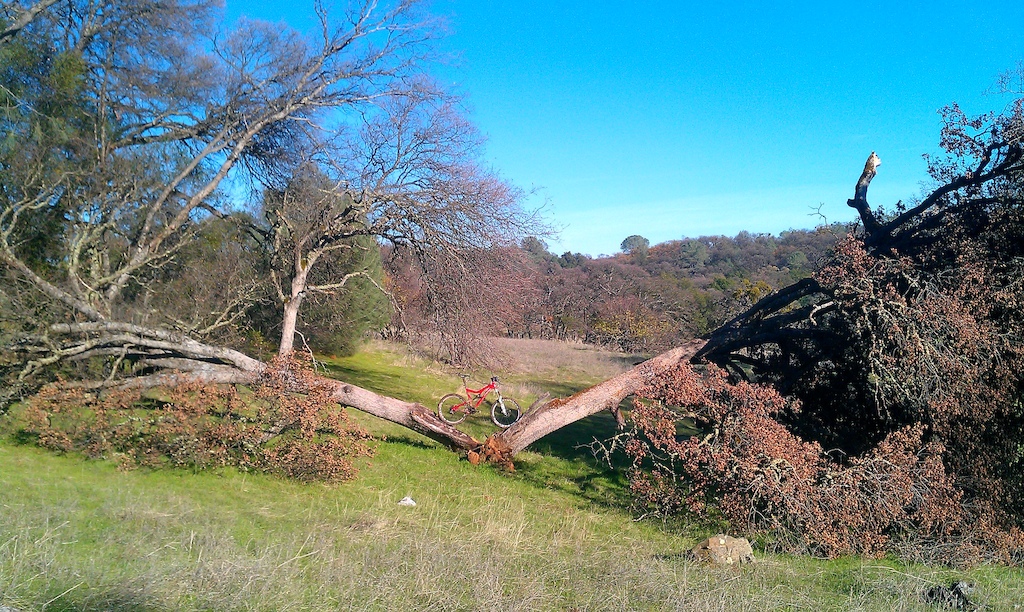 Giant fallen Oak, estimated at 300+ years old