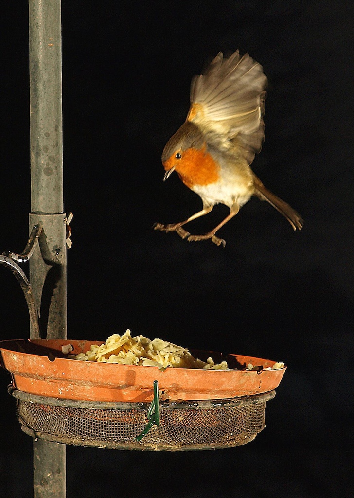 Feeding time