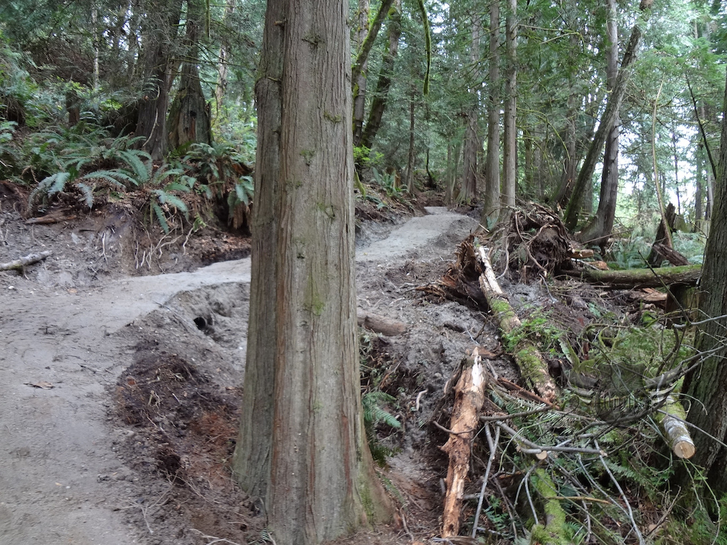 Part of the Suncoaster Trail, sweet singletrack!