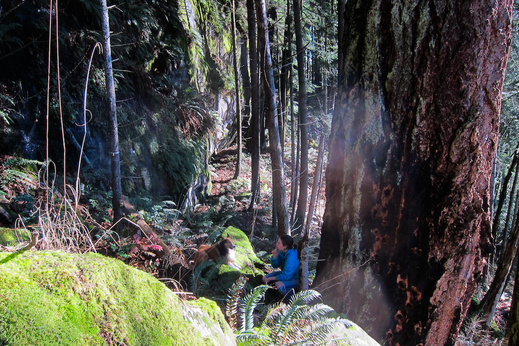 old growth tree growing next to large cliff, trail will go right between the two