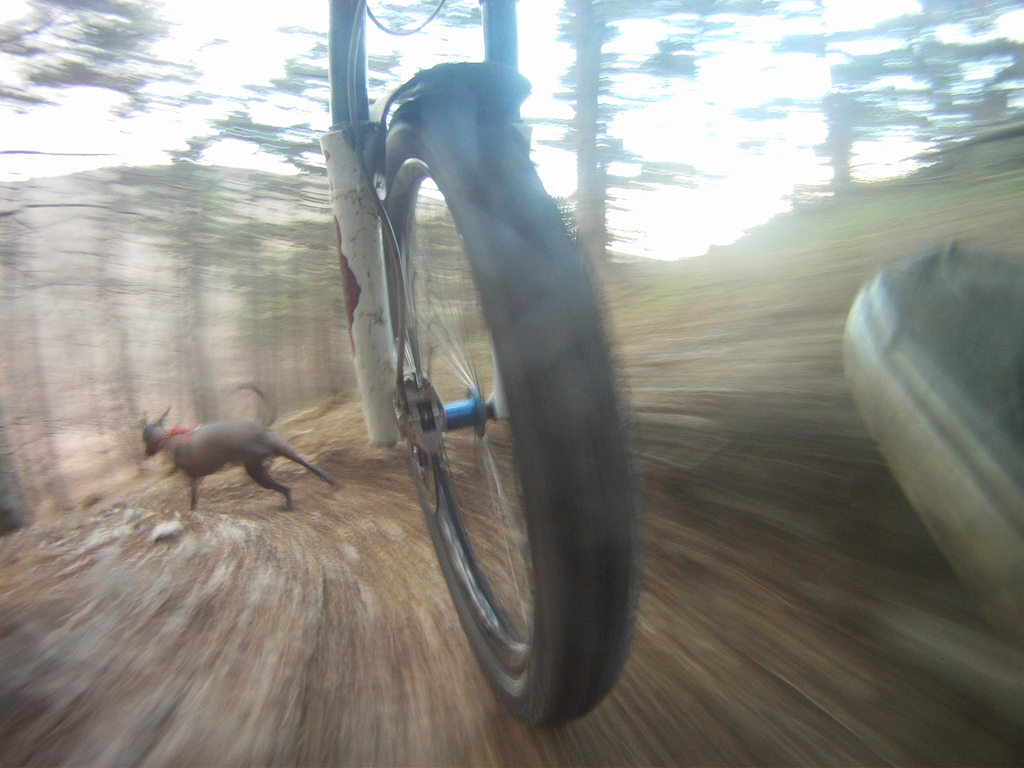 finally a dog ride on my hometrail.... its the 8th february and no snow!!! YEAH!