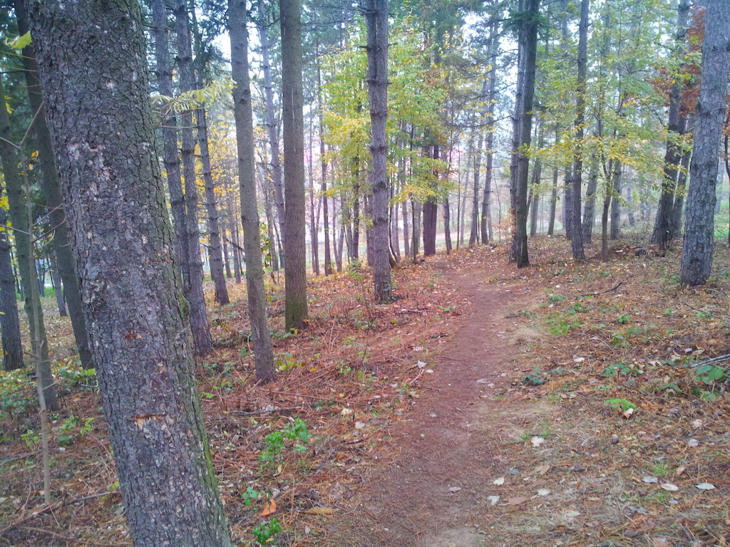 Just a forest trail that I like to ride...